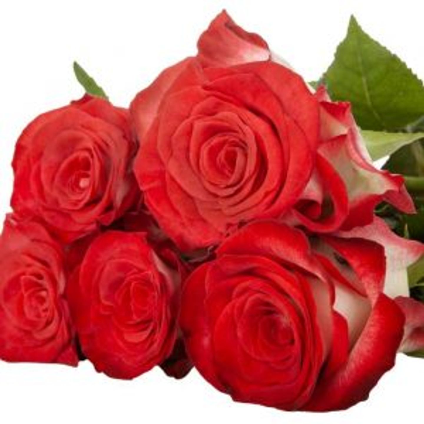 جوري أحمر  حب 10  الف14