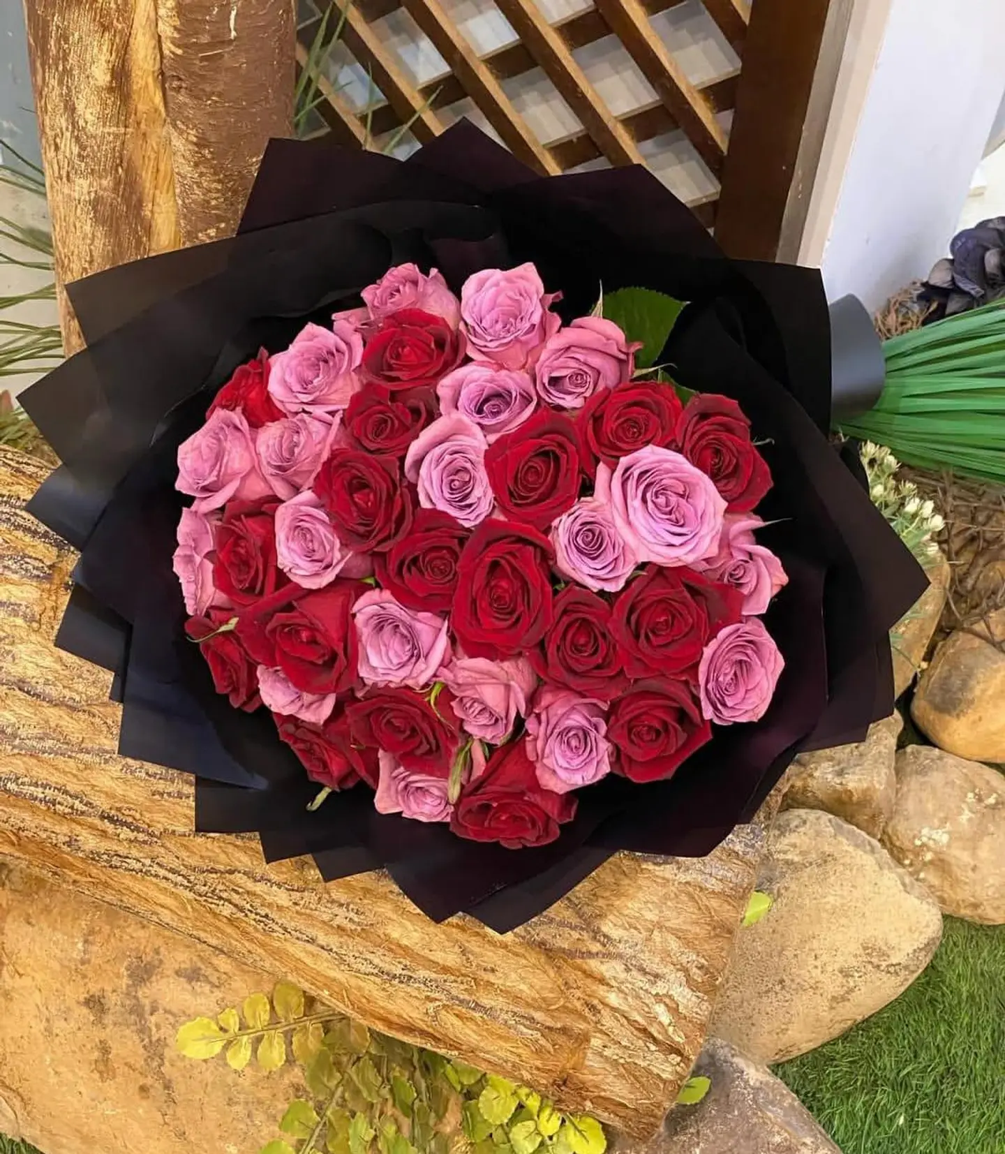 Sb Imperial Rose 230