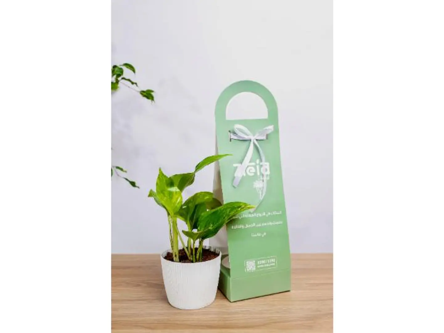 Golden Green Pothos Plant Holder Gift