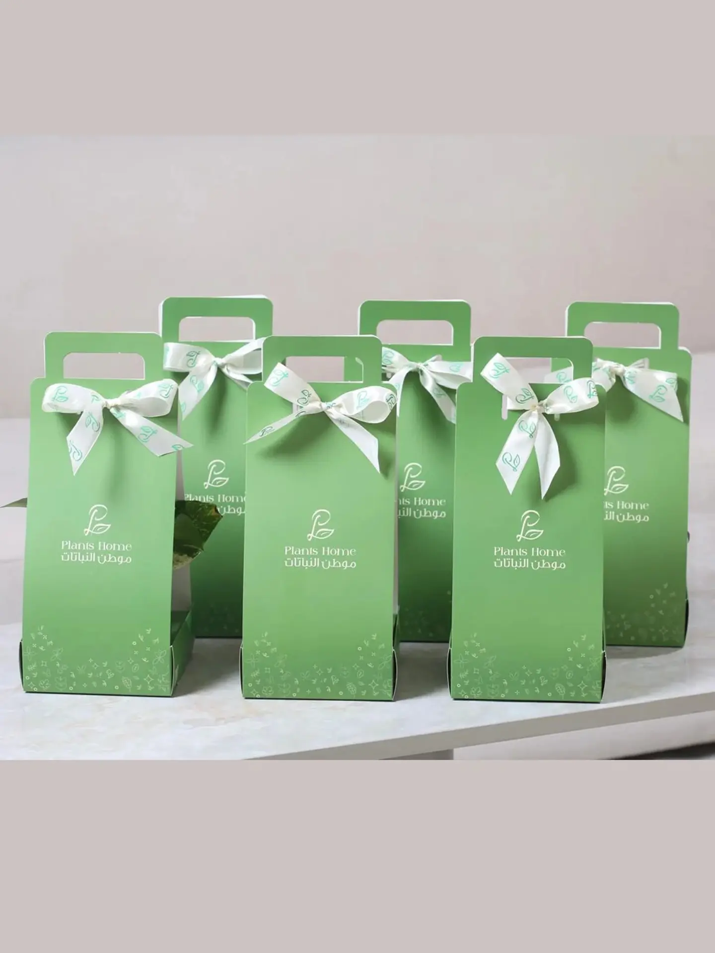 Special Occasion Favors – 6 Pothos Gifts In A Luxury Box With Greeting Card