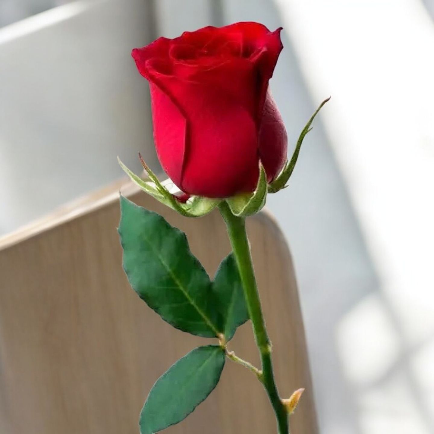 Rose Love