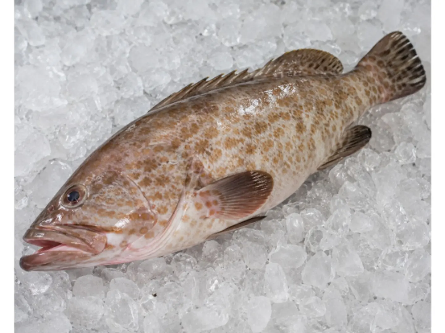 Grouper