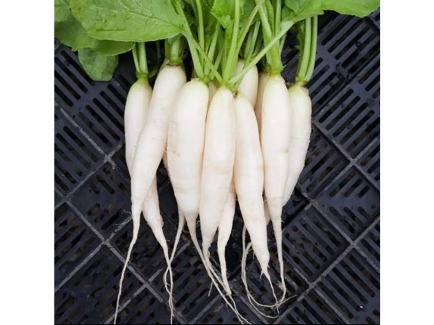 Radish