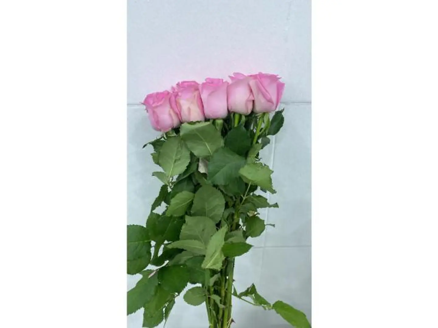 Pink Jouri
