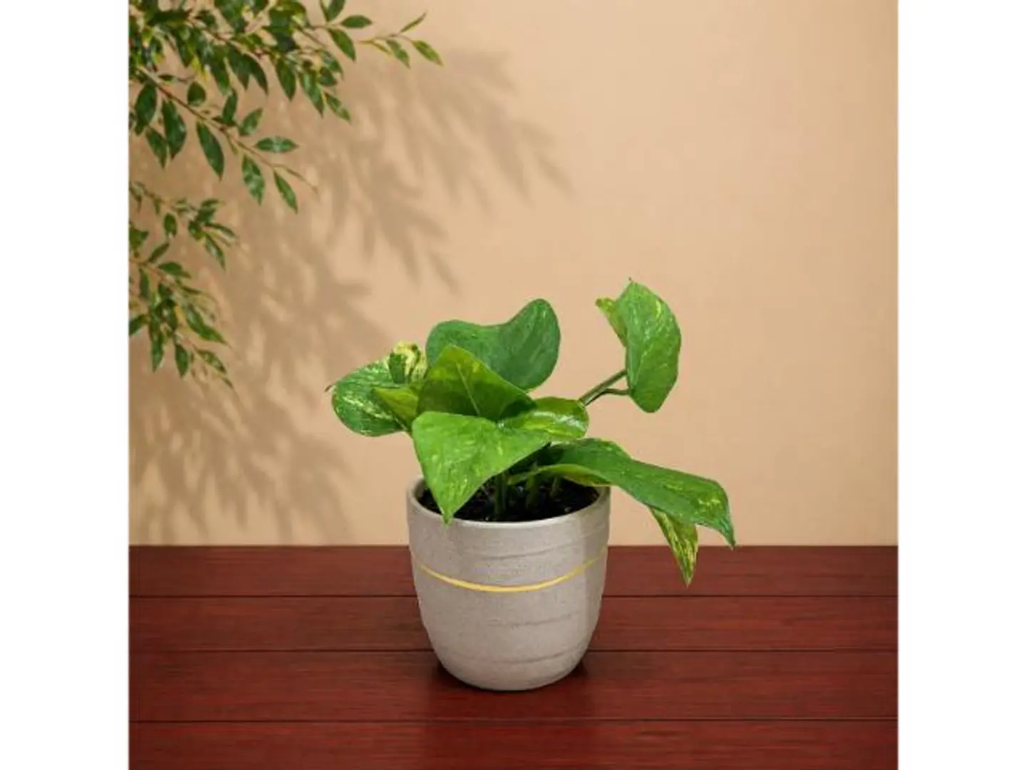 Small Pothos