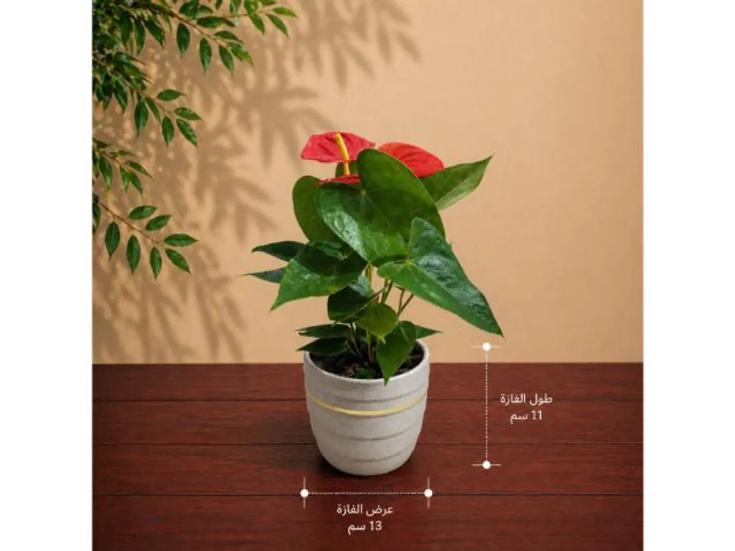 Distinctive Red Anthurium