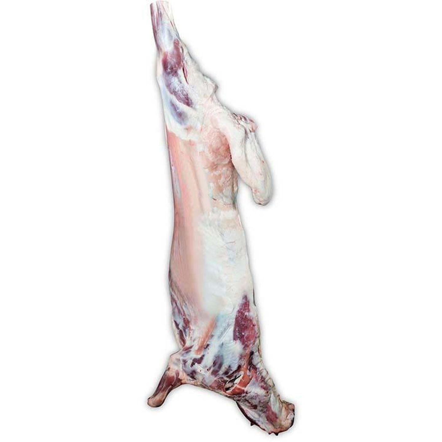 تيس بربري أضحية