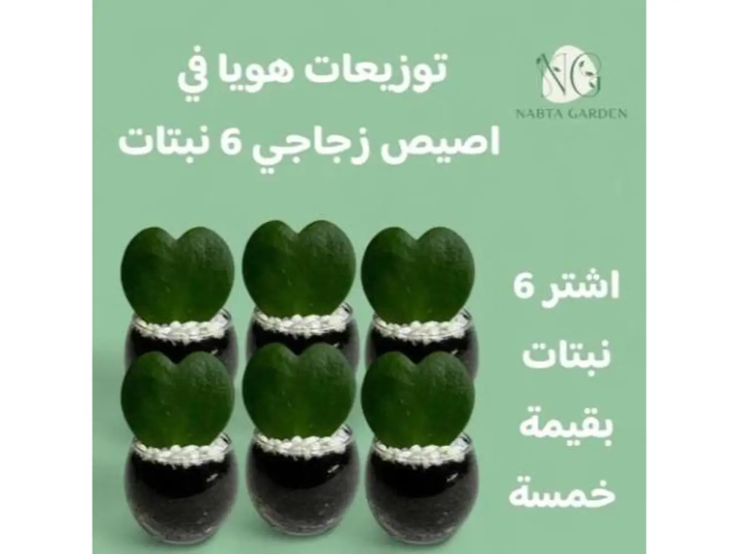 Hoya Heart Arrangement 6 Plants