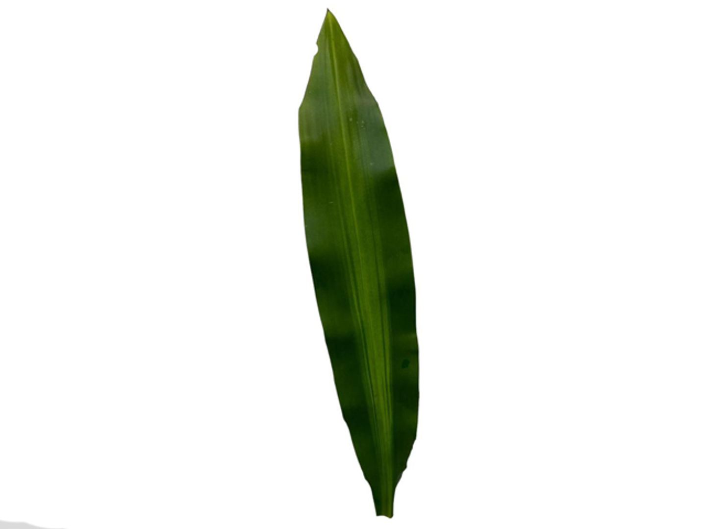 Masingana Leaves 4 Pieces