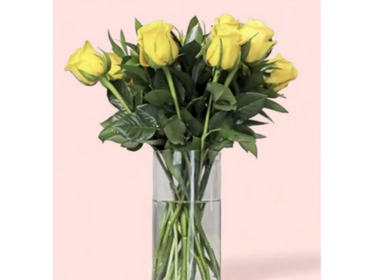 فازة الرسكس