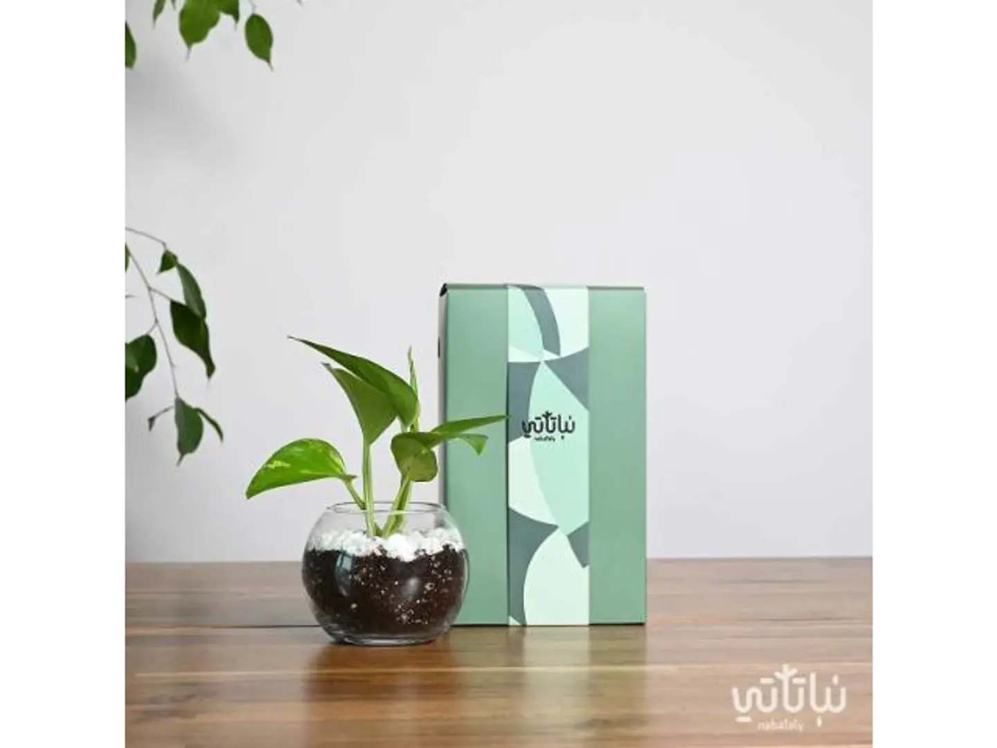 Green Pothos Gift