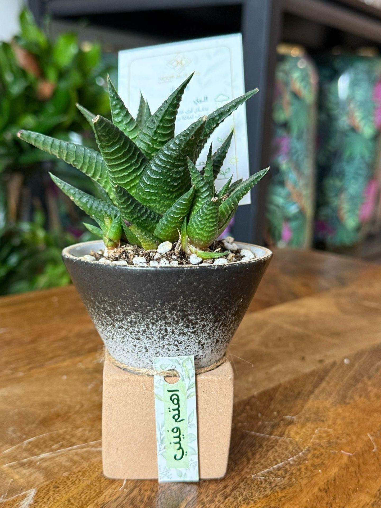 Cactus1