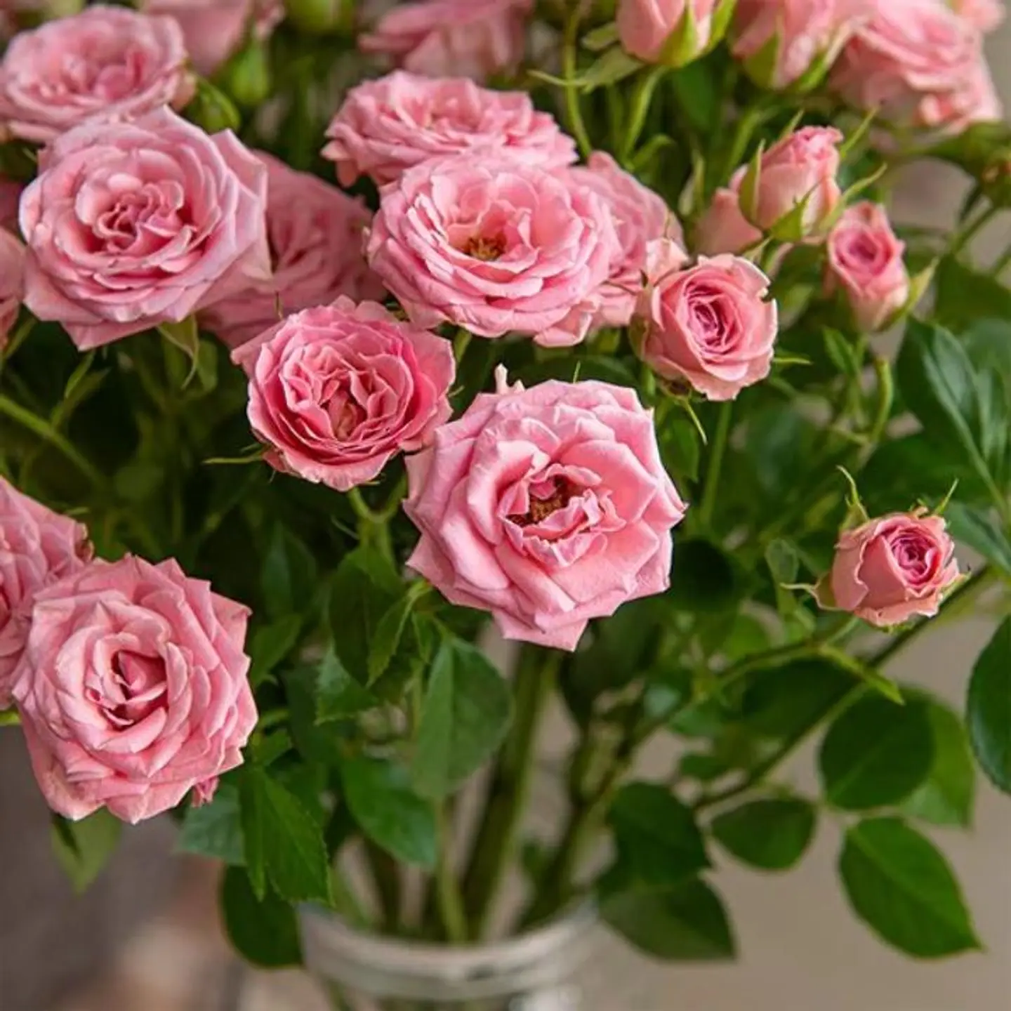 جوري وردي صغير