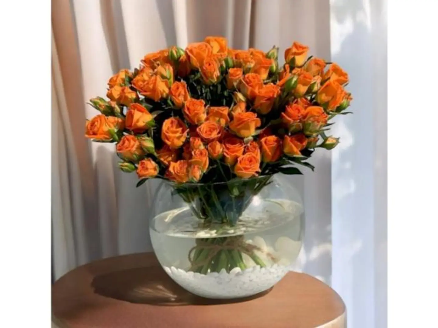 فازا 31