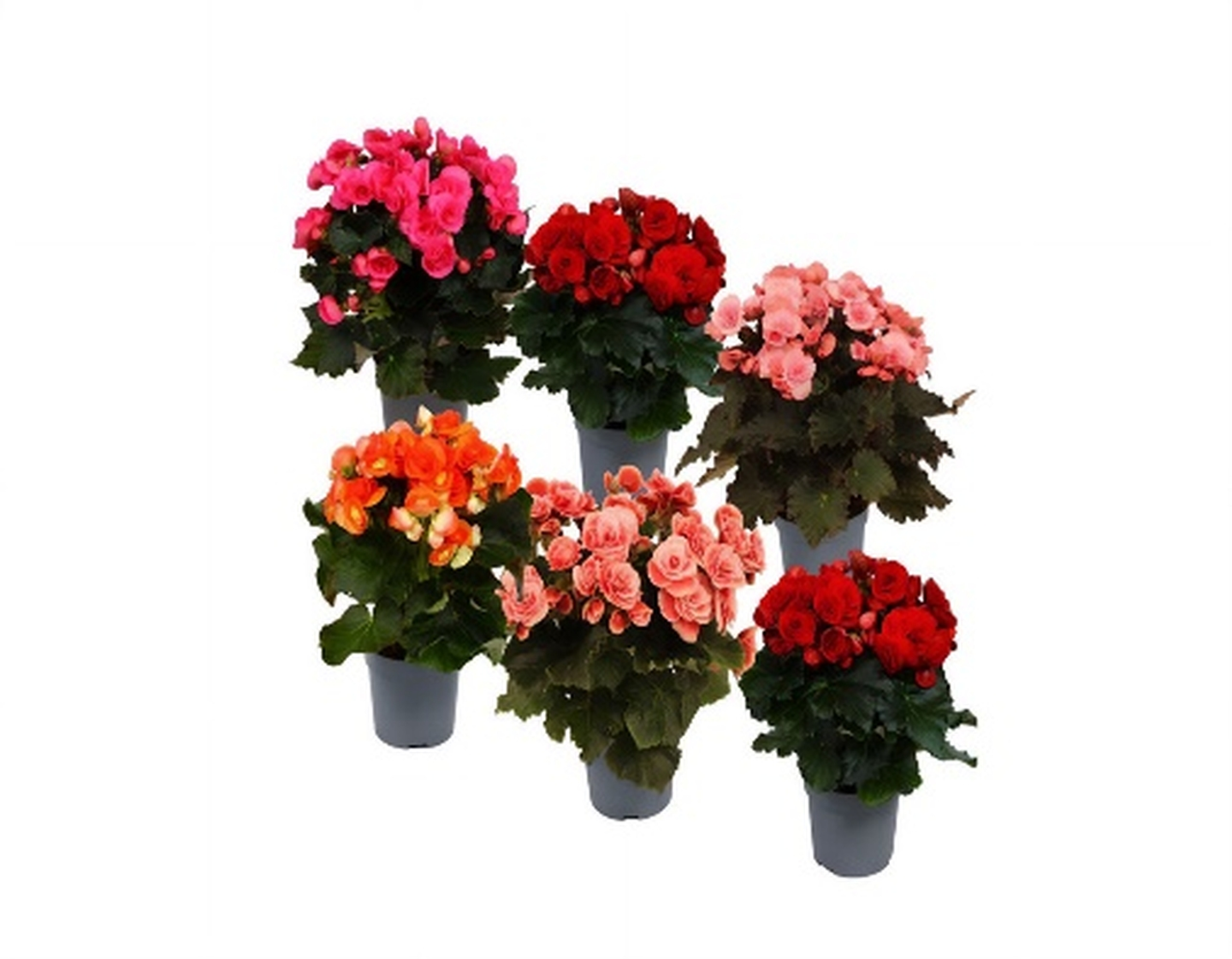 بيجونيا مختلط