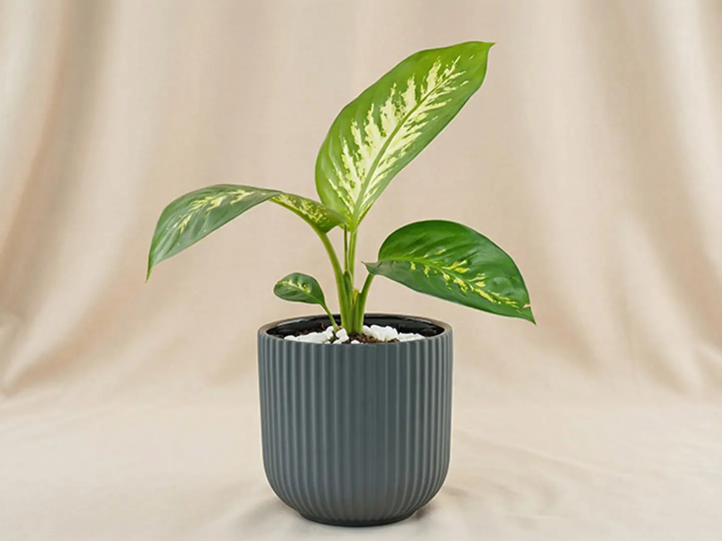 نبات ديفنباخيا