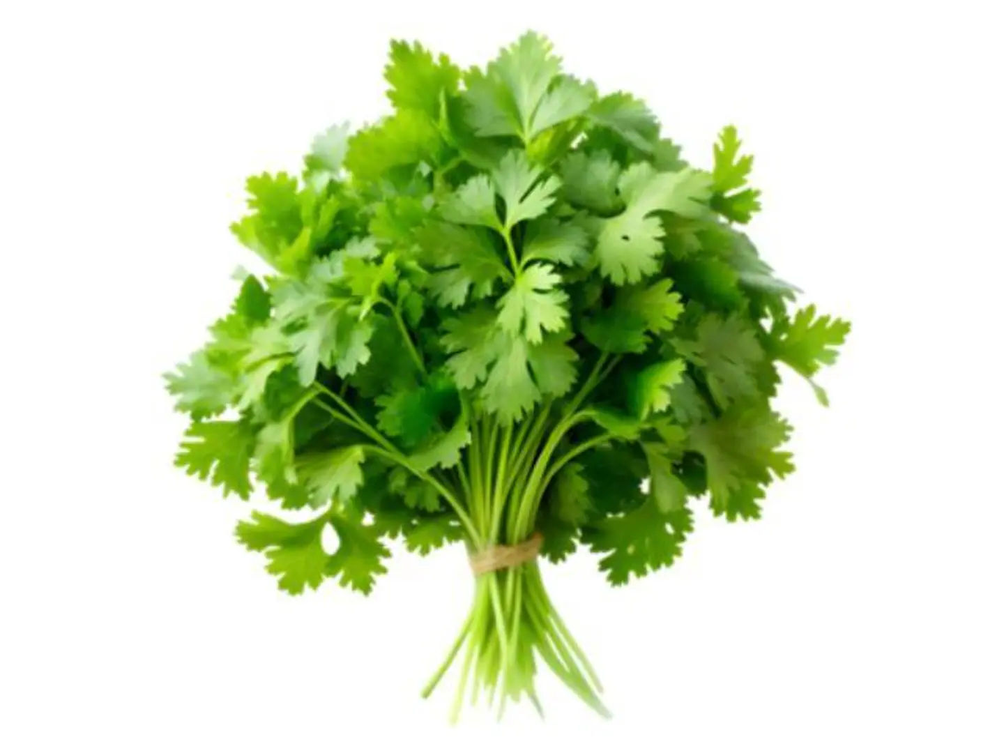 Coriander