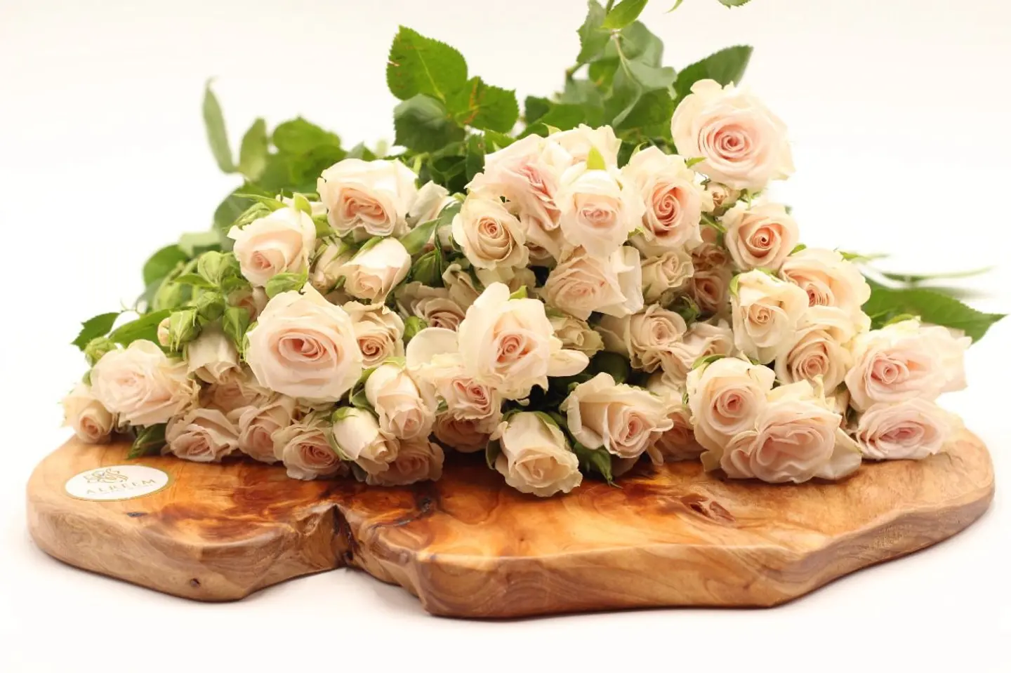 بيبي روز اوف وايت