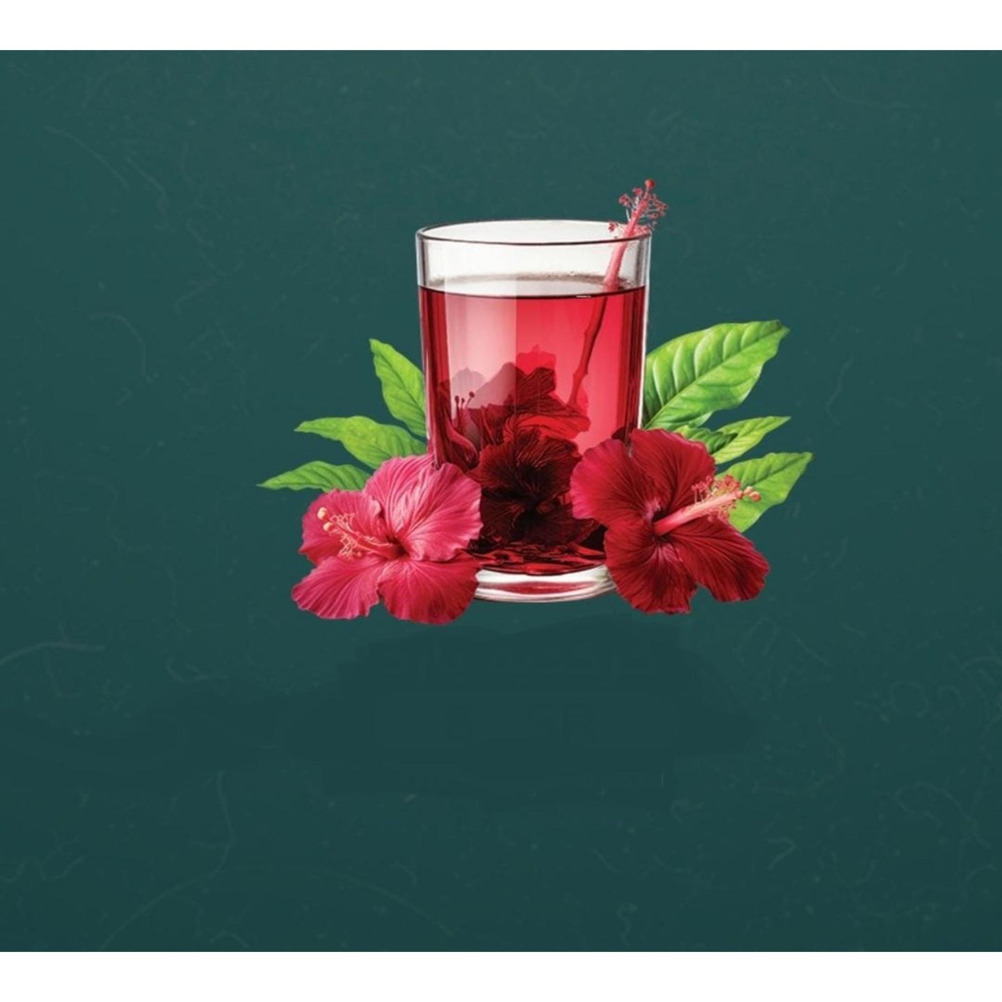 كركديه بارد