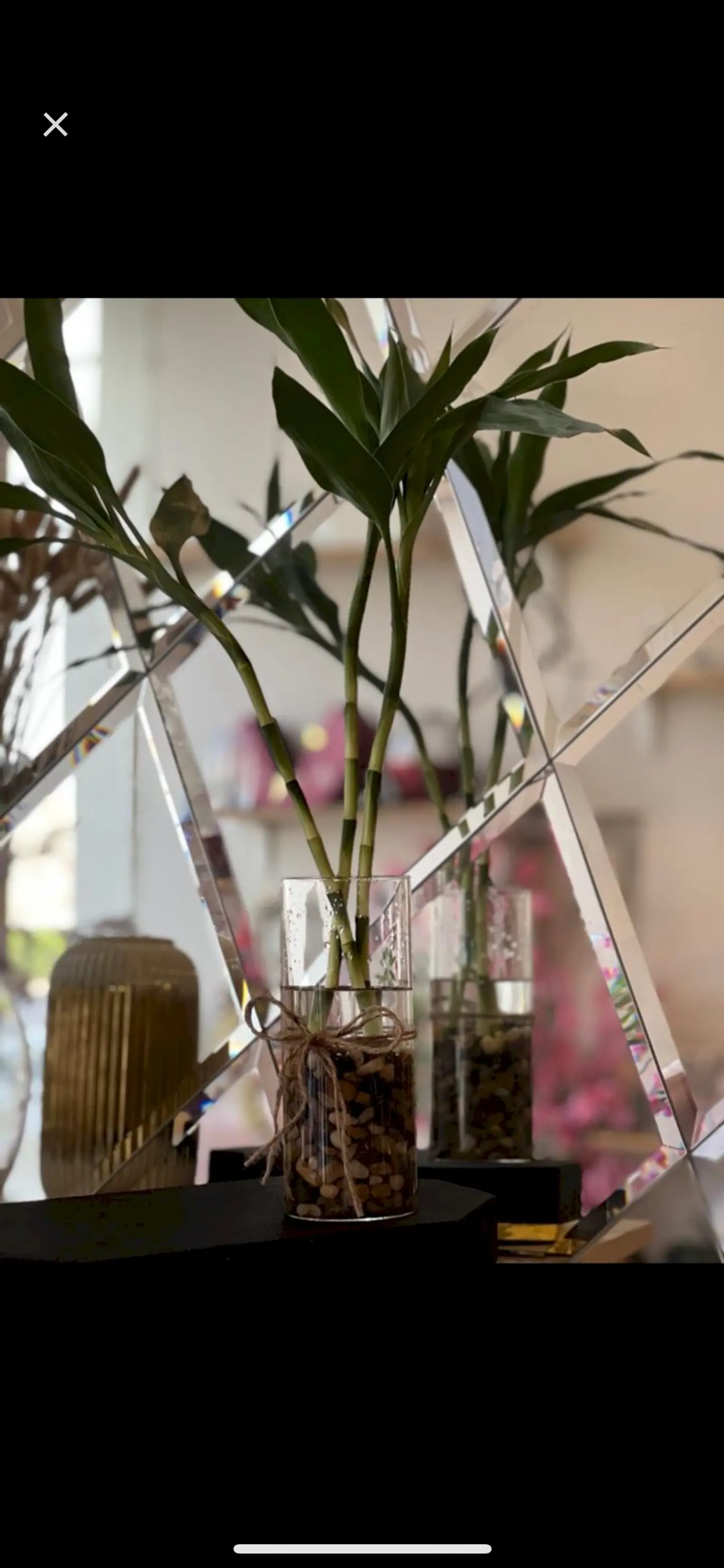 Bamboo Stem 3 Branches