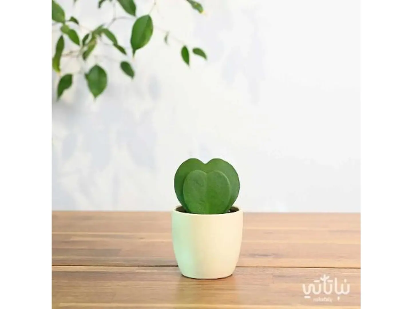 Double Hoya Heart Love
