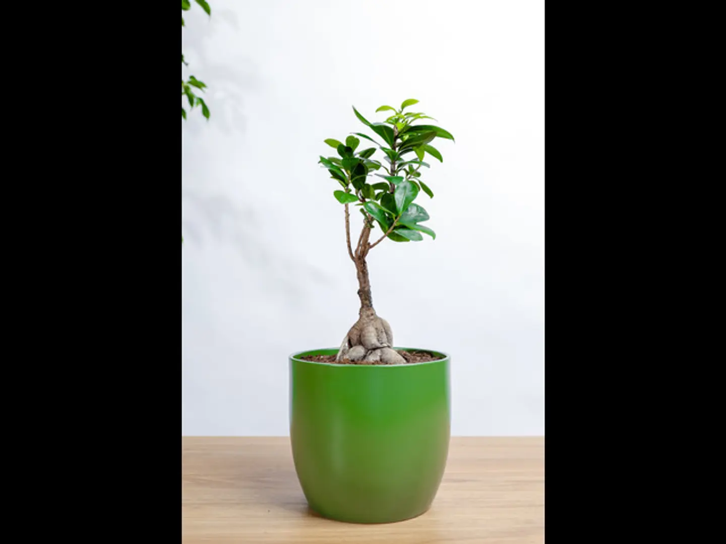 Small Bonsai Plant In A Green Ceramic Pot