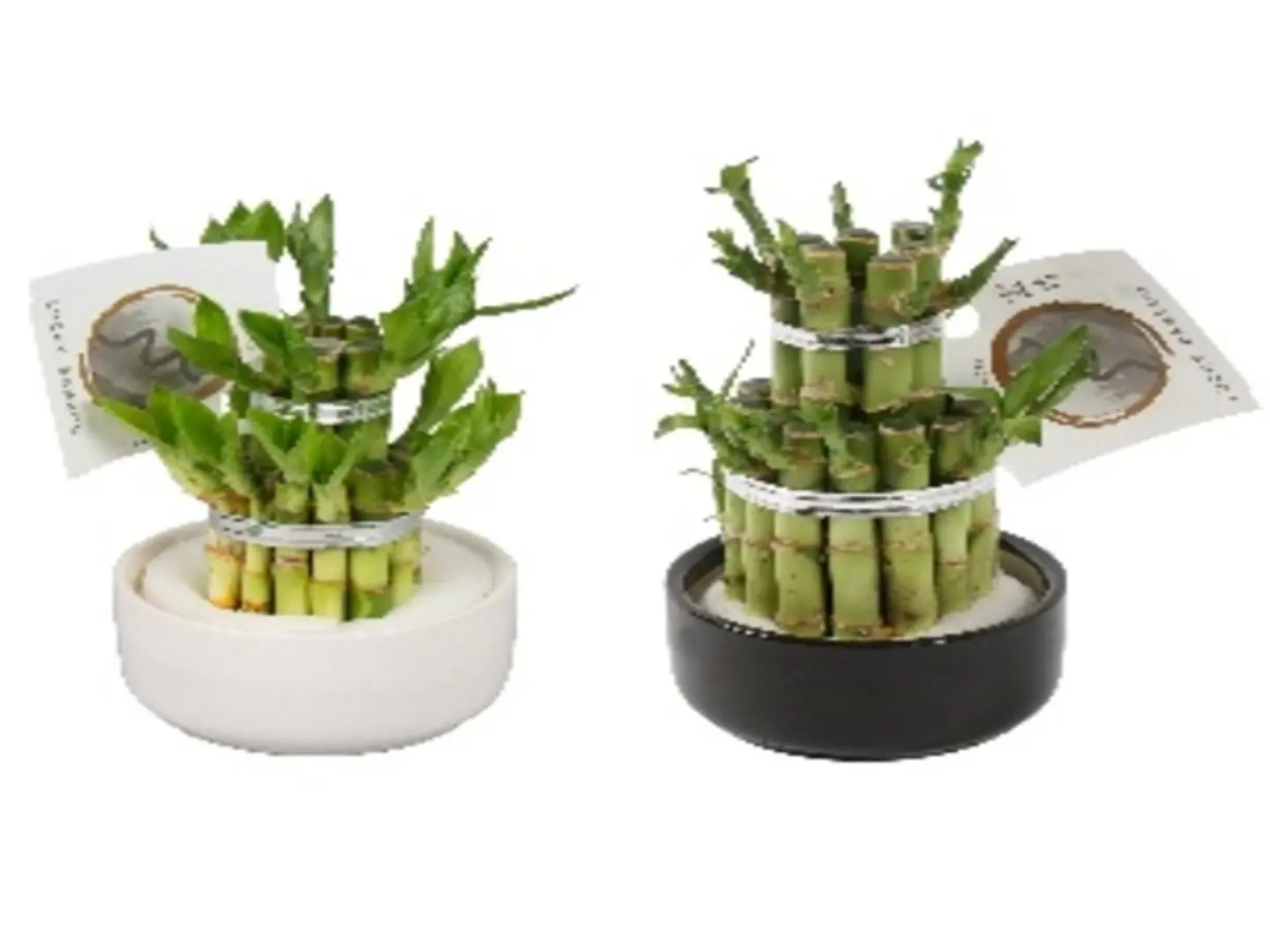 Dracaena Sanderiana Lucky Bamboo P12