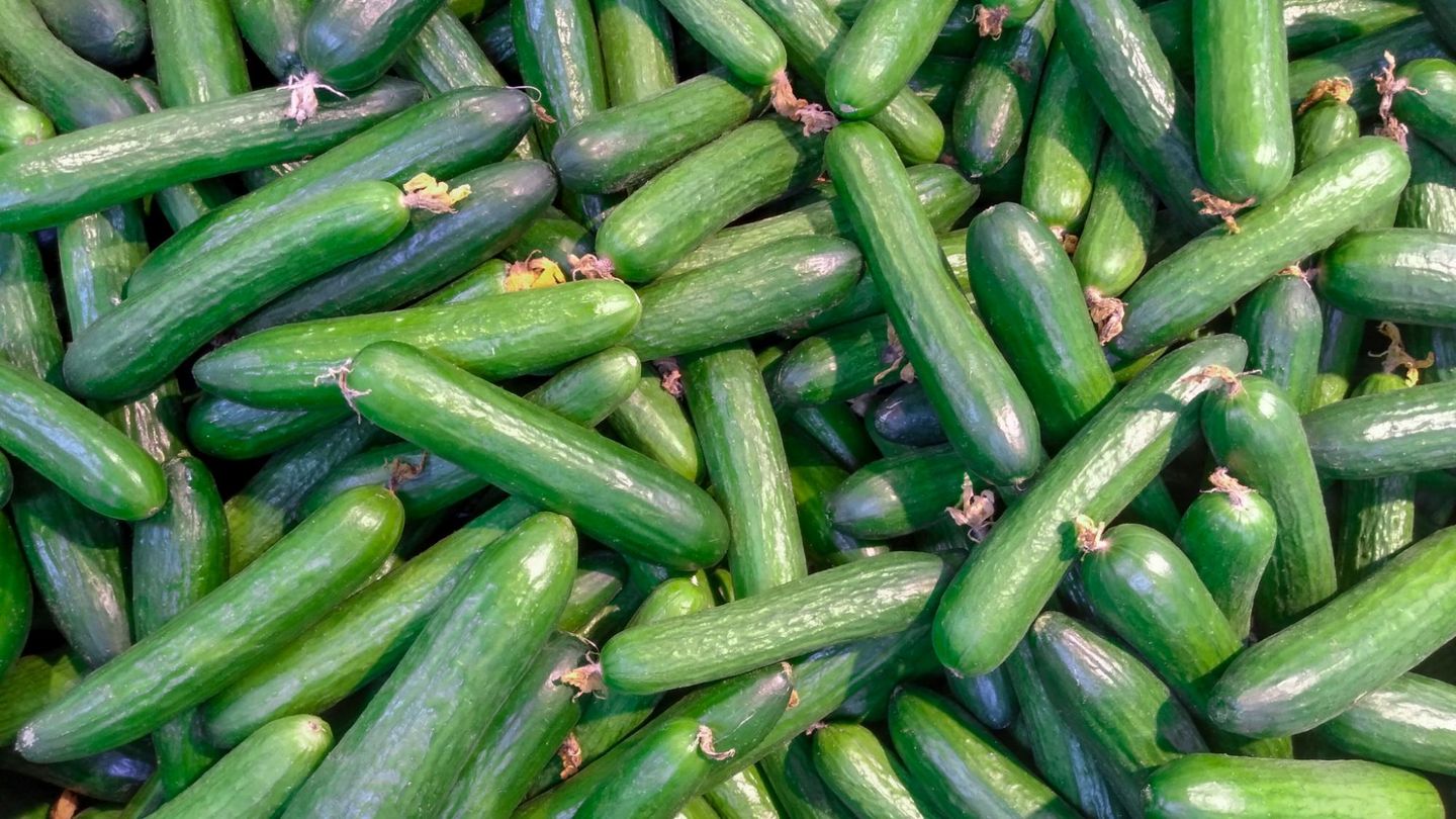 Protected Cucumber