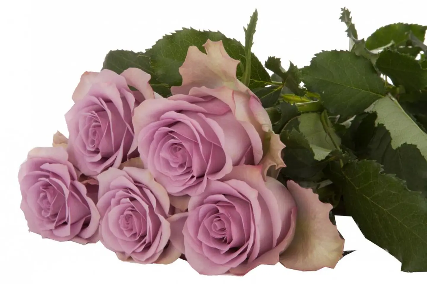 A28 Lilac Rose 10 Stem
