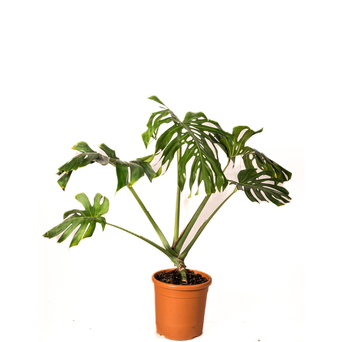 Monstera