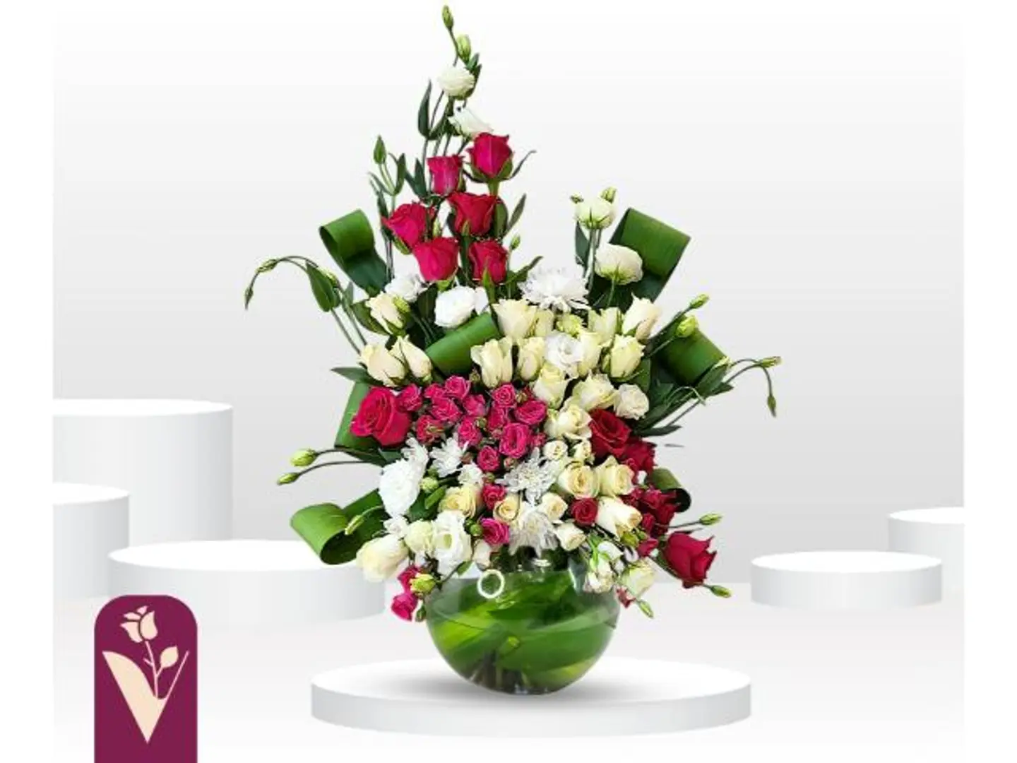 اركاندفوليا فازة