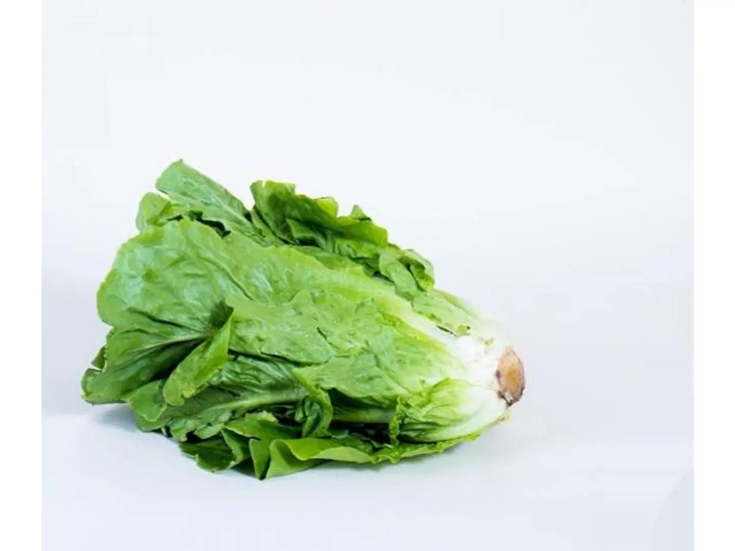 Baladi Lettuce
