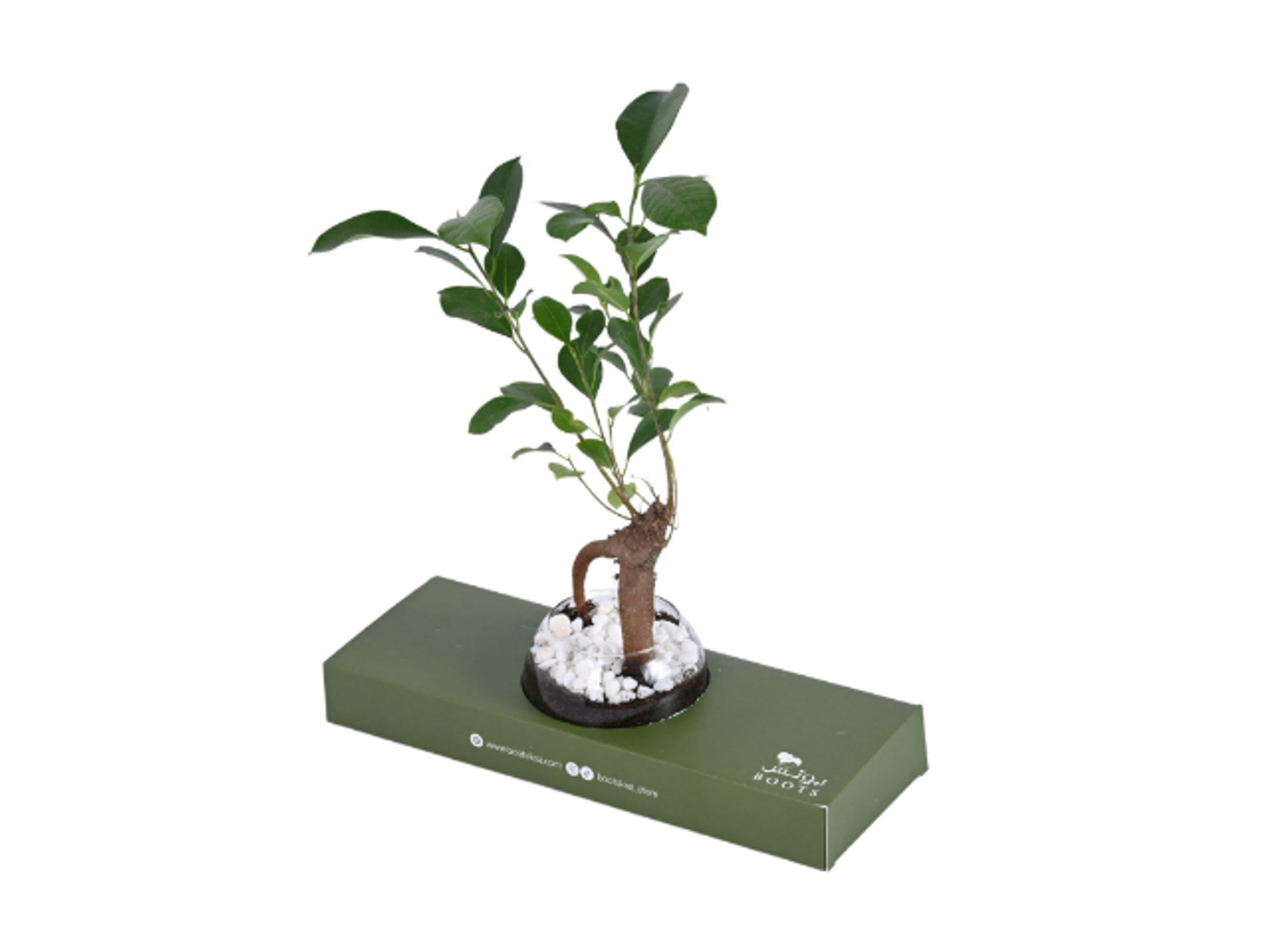 4 Bonsai Plant In A Box