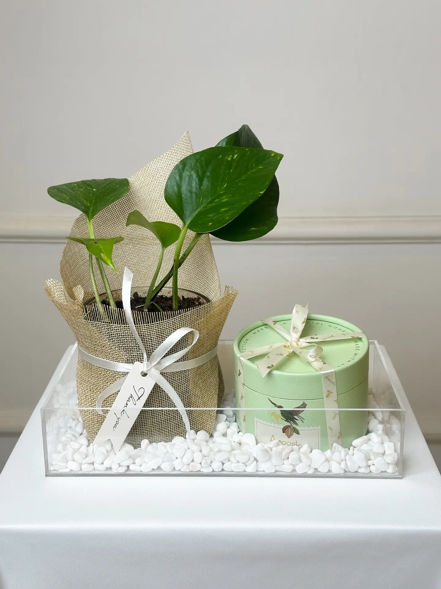 نبتة البوتس الأنيقه مع شوكلت