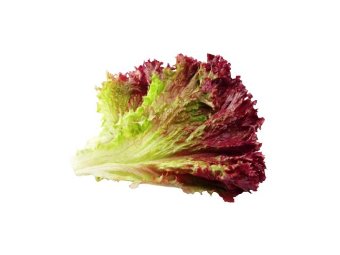 Red Lettuce Holland