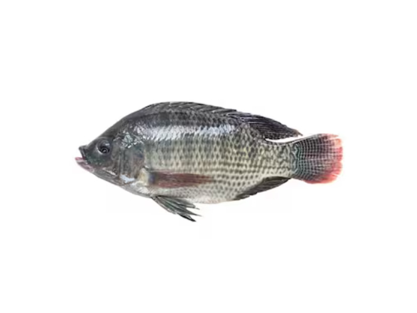 Tilapia Kilogram