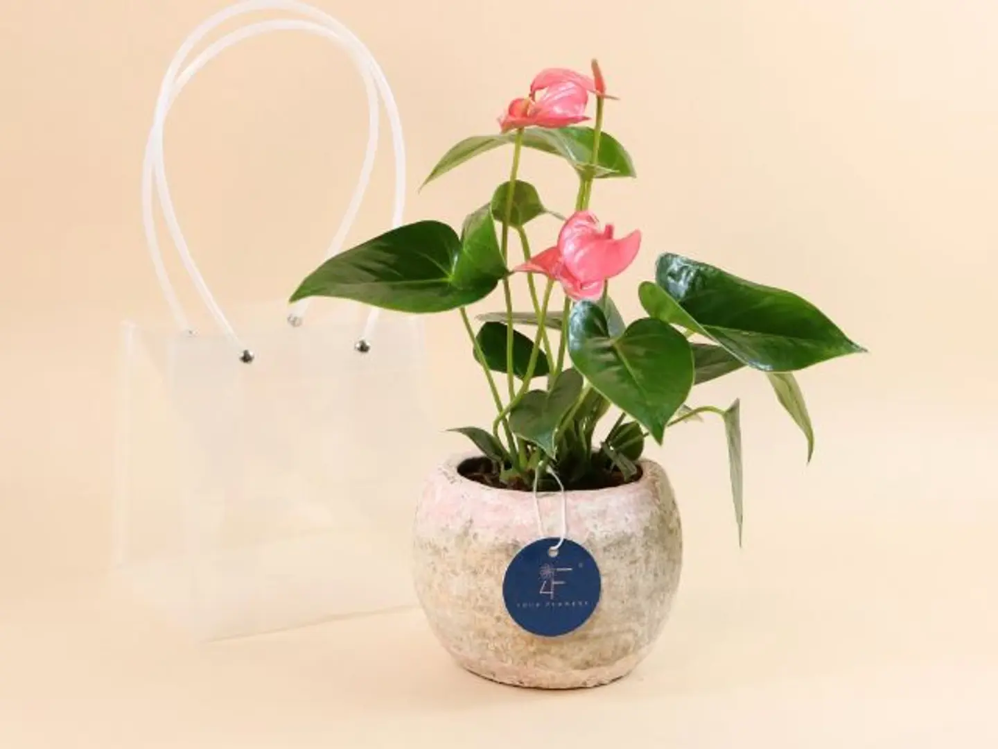 Anthurium Plant Pink