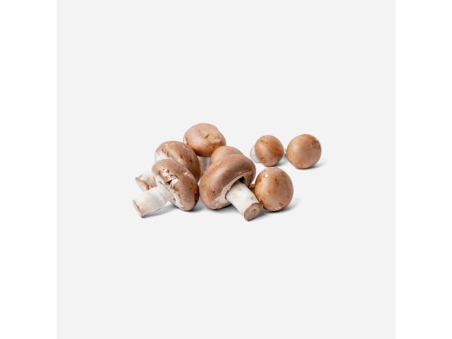 Brown Mushroom (Oman)