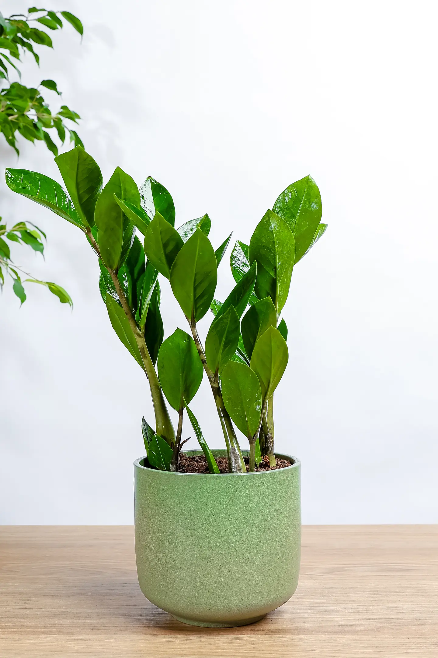 Green Zamia Plant In A Green Ceramic Pot