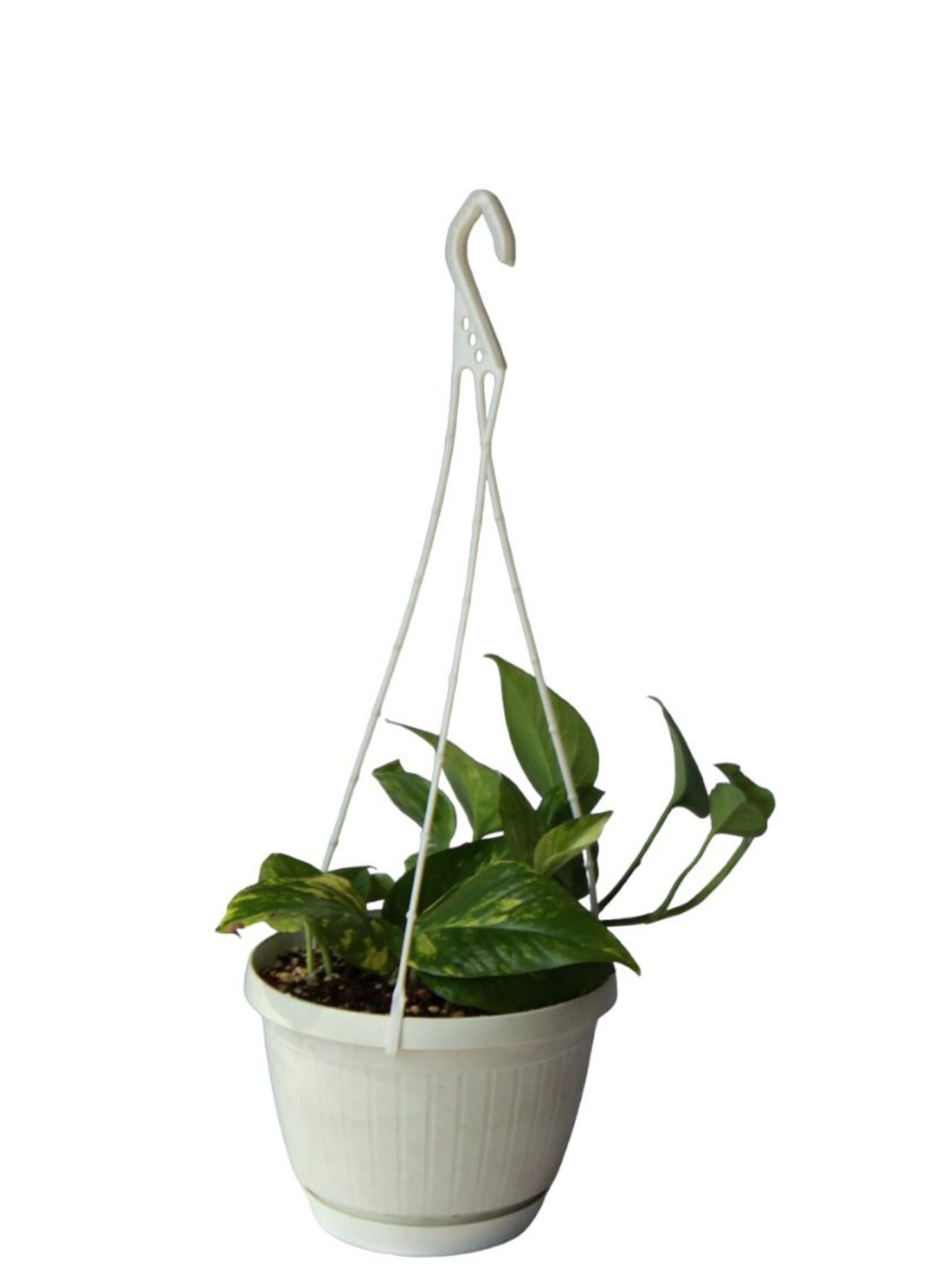 Pothos Plant Is An Hanging