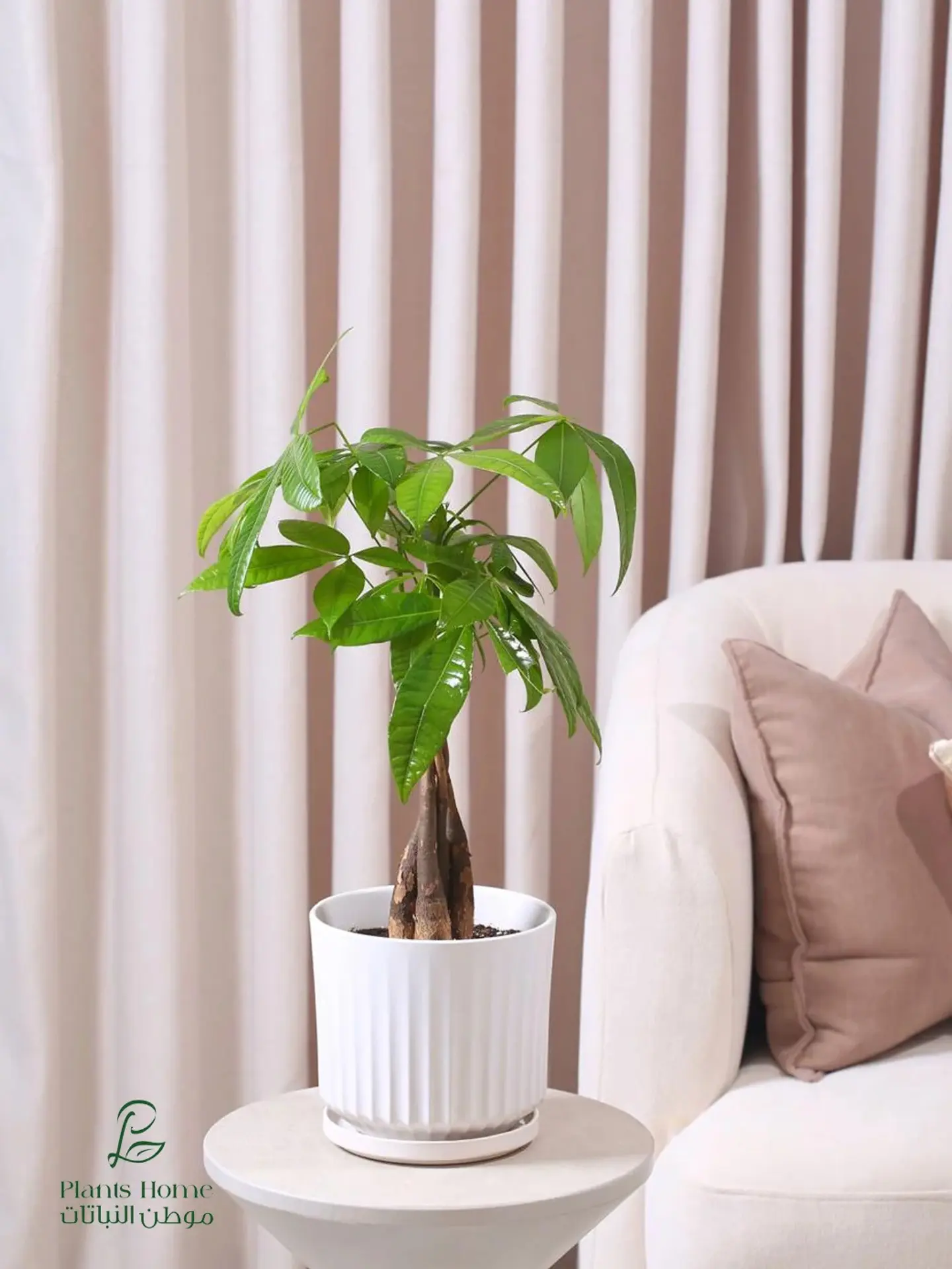 Pachira (Money Tree) In Elegant White Ceramic Pot