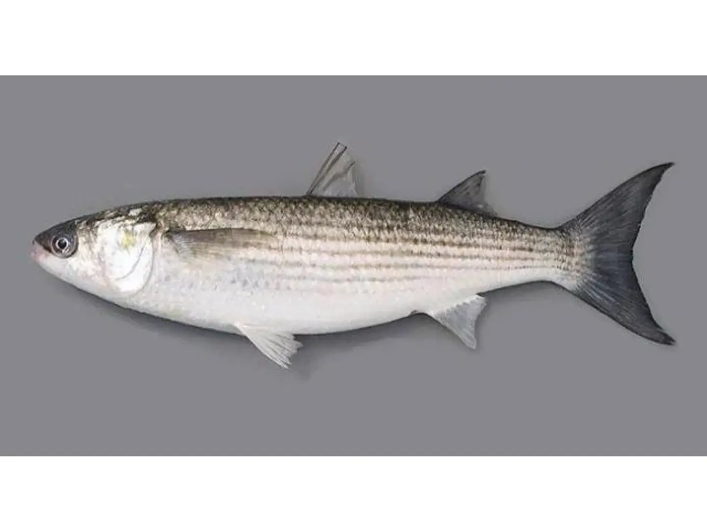 Bouri 800 1000 Grams