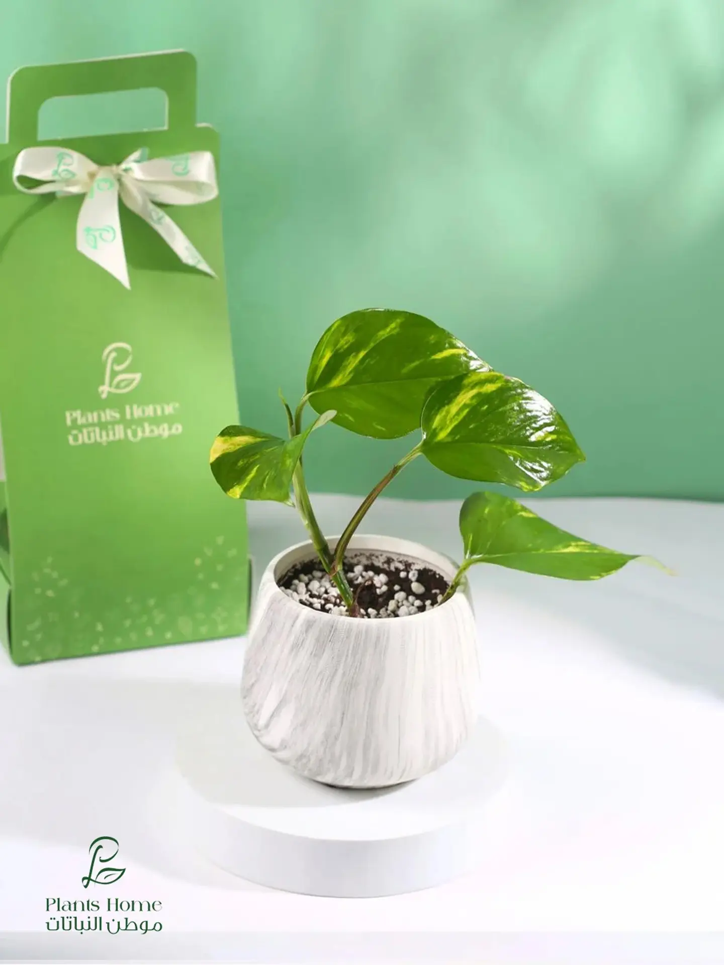 Luxury Gift – Pothos In White Marble Pot, Elegant Box & Gift Card