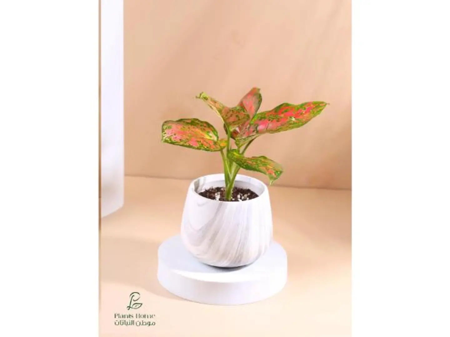 اجلونيما الحمراء في مركن رخام أبيض