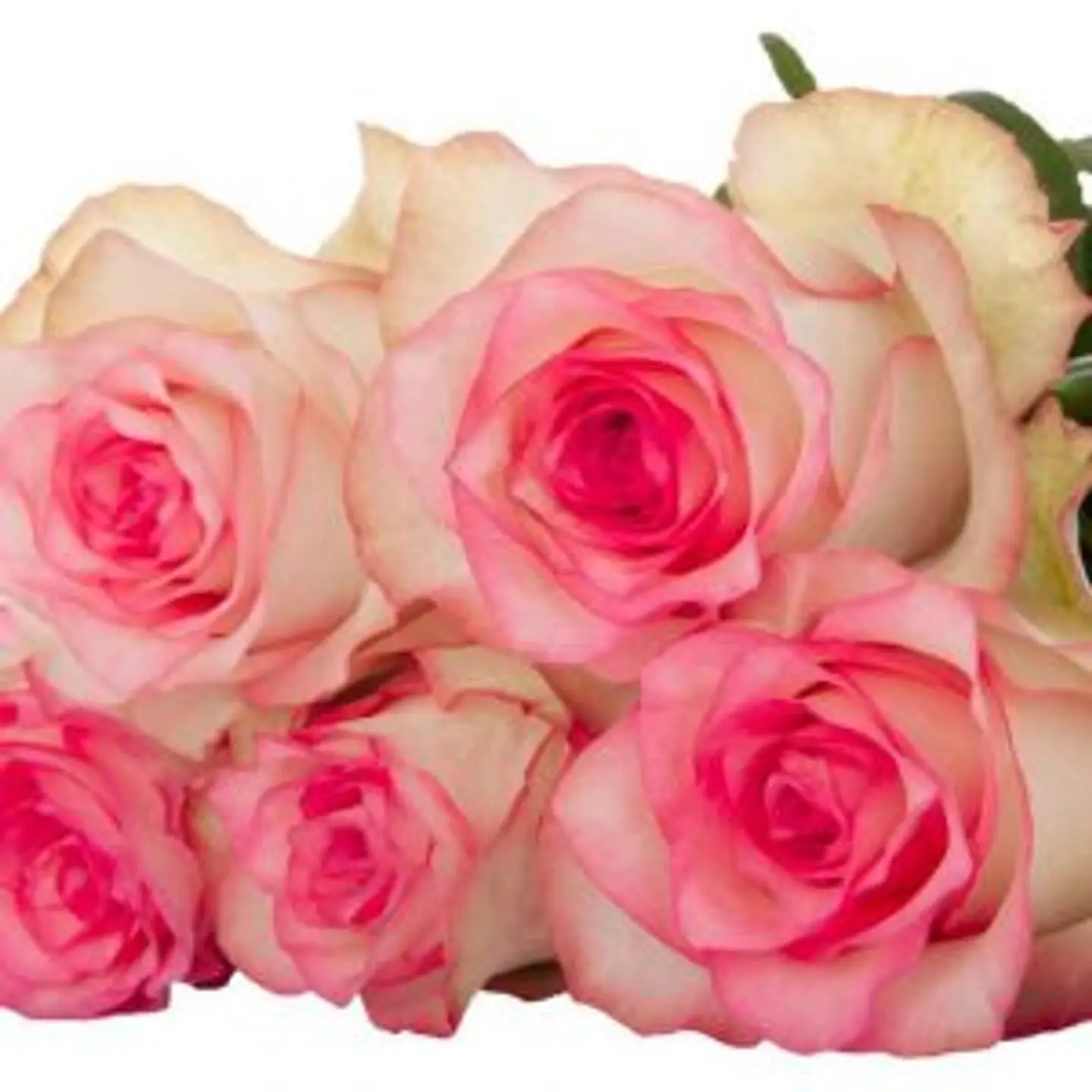 A21 Pink Rose 10 Stem
