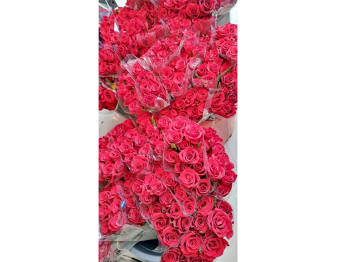 Red Roses Without Packaging