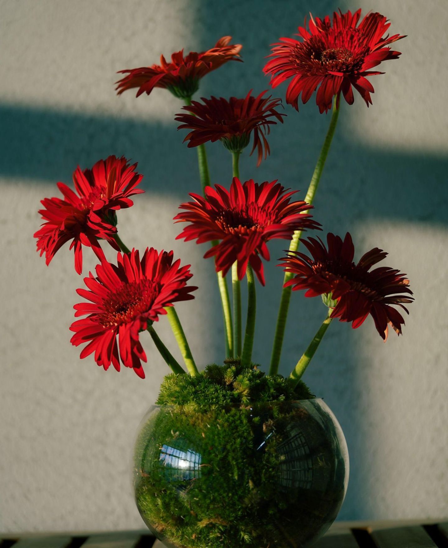 Red Gerbera Vase