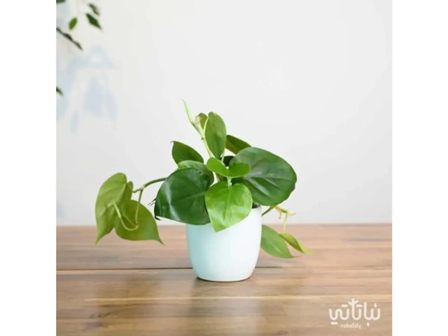 Philodendron Green