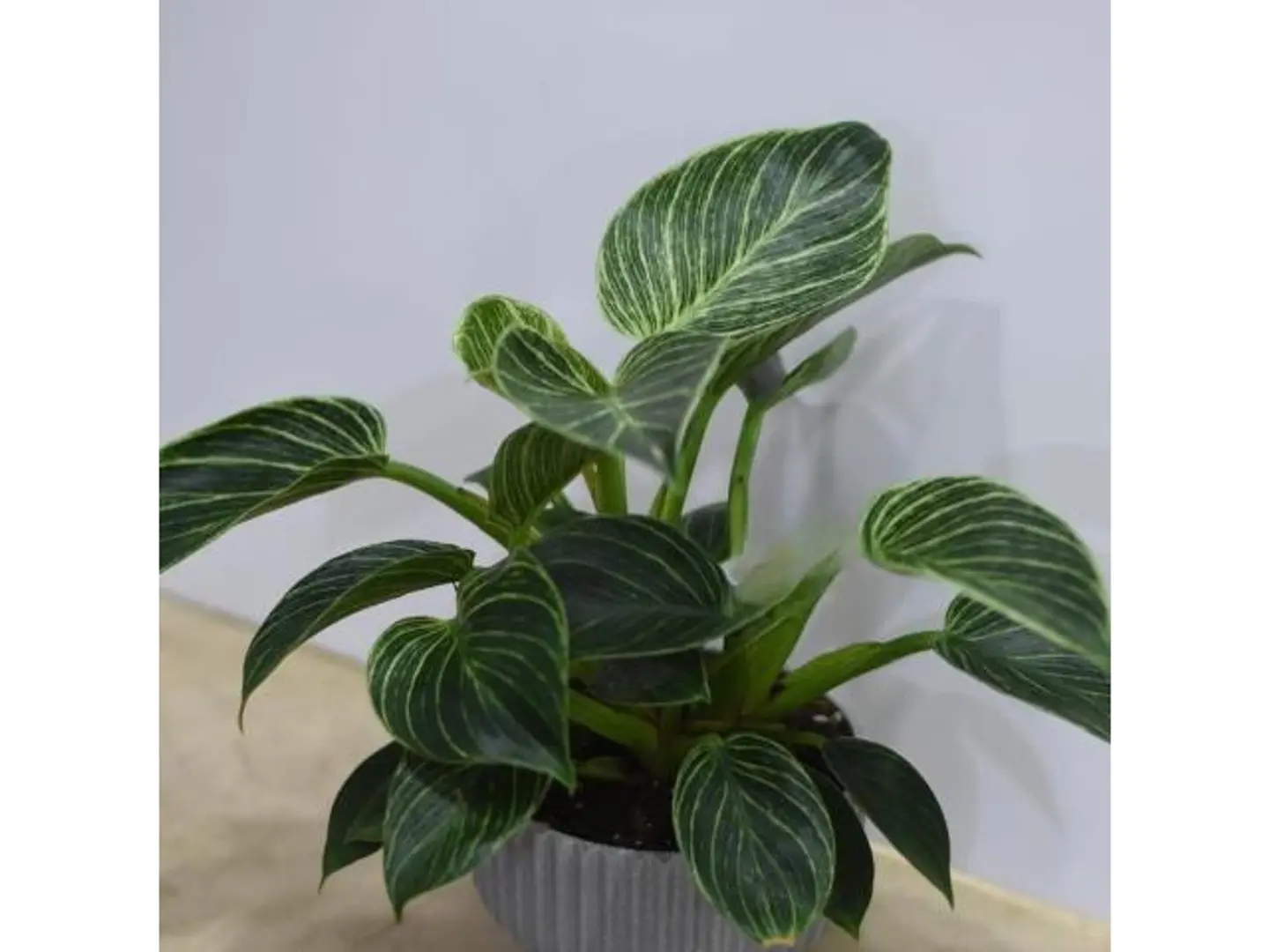 Philodendron Perkin