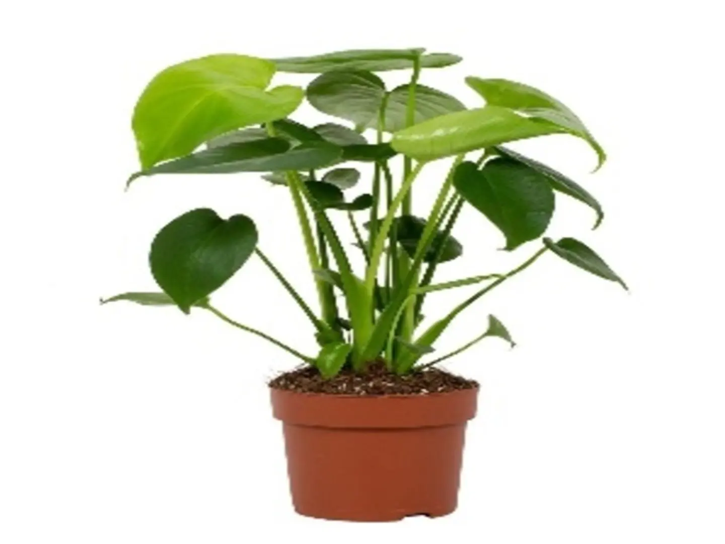 Monstera Deliciosa P13 H50